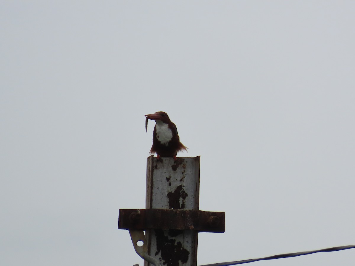 White-throated Kingfisher - ML621841706