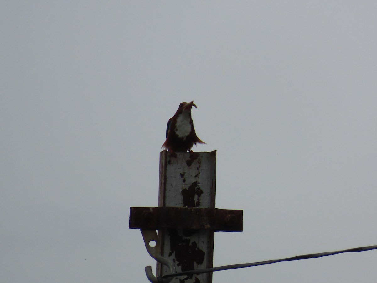 White-throated Kingfisher - ML621841707