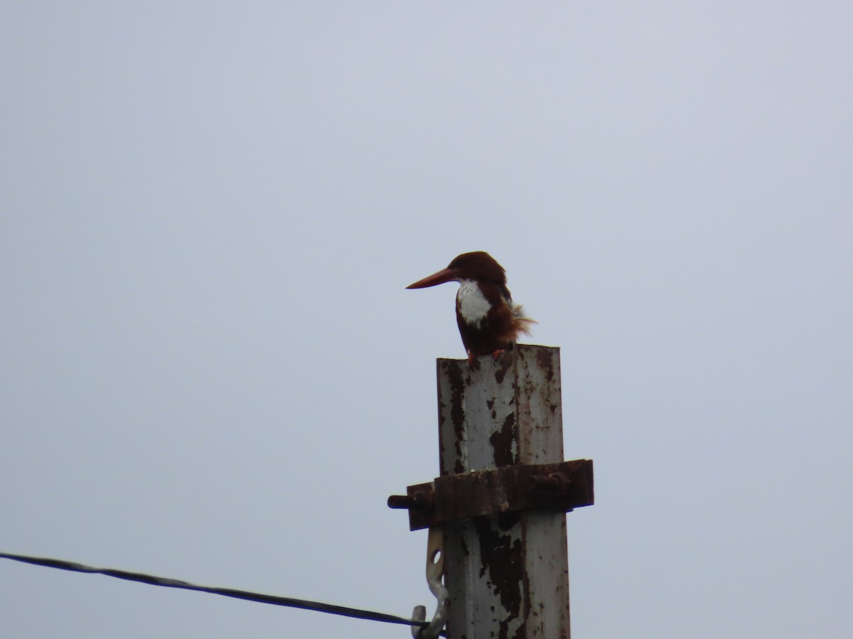 White-throated Kingfisher - ML621841710