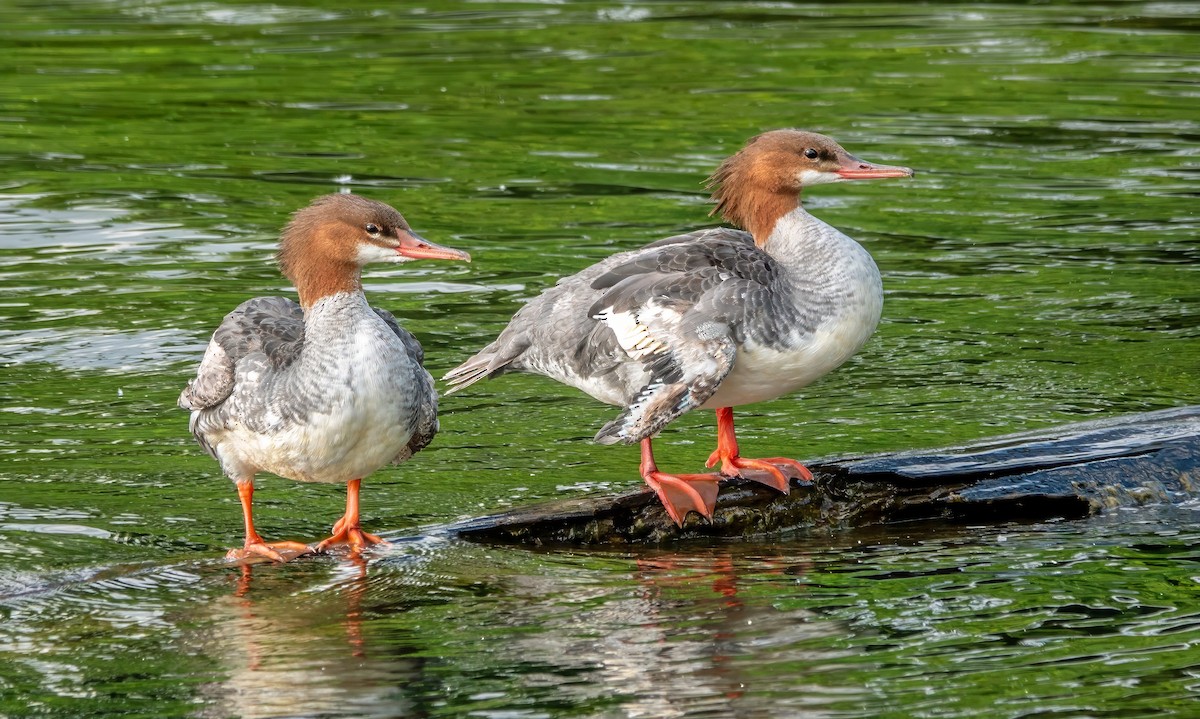 Common Merganser - ML621841713