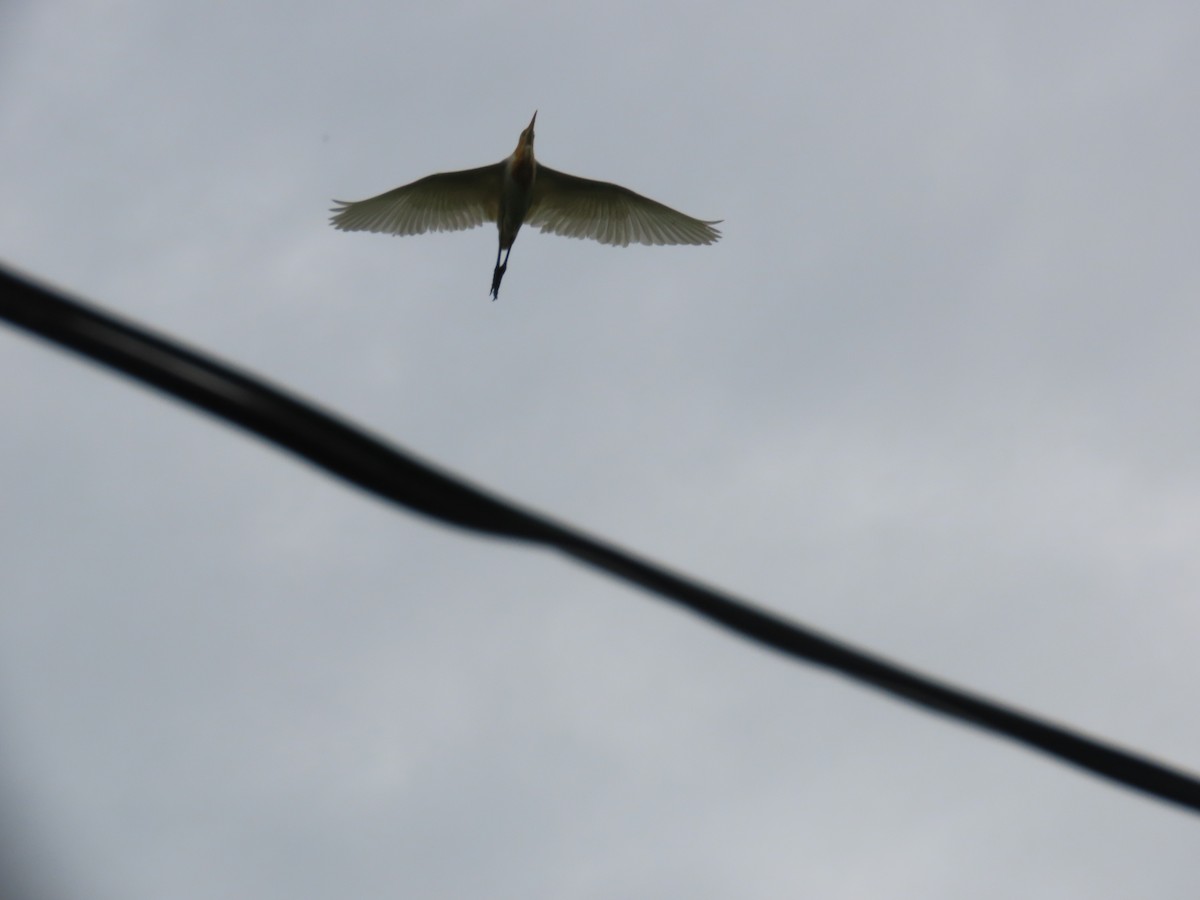 Eastern Cattle Egret - ML621841714