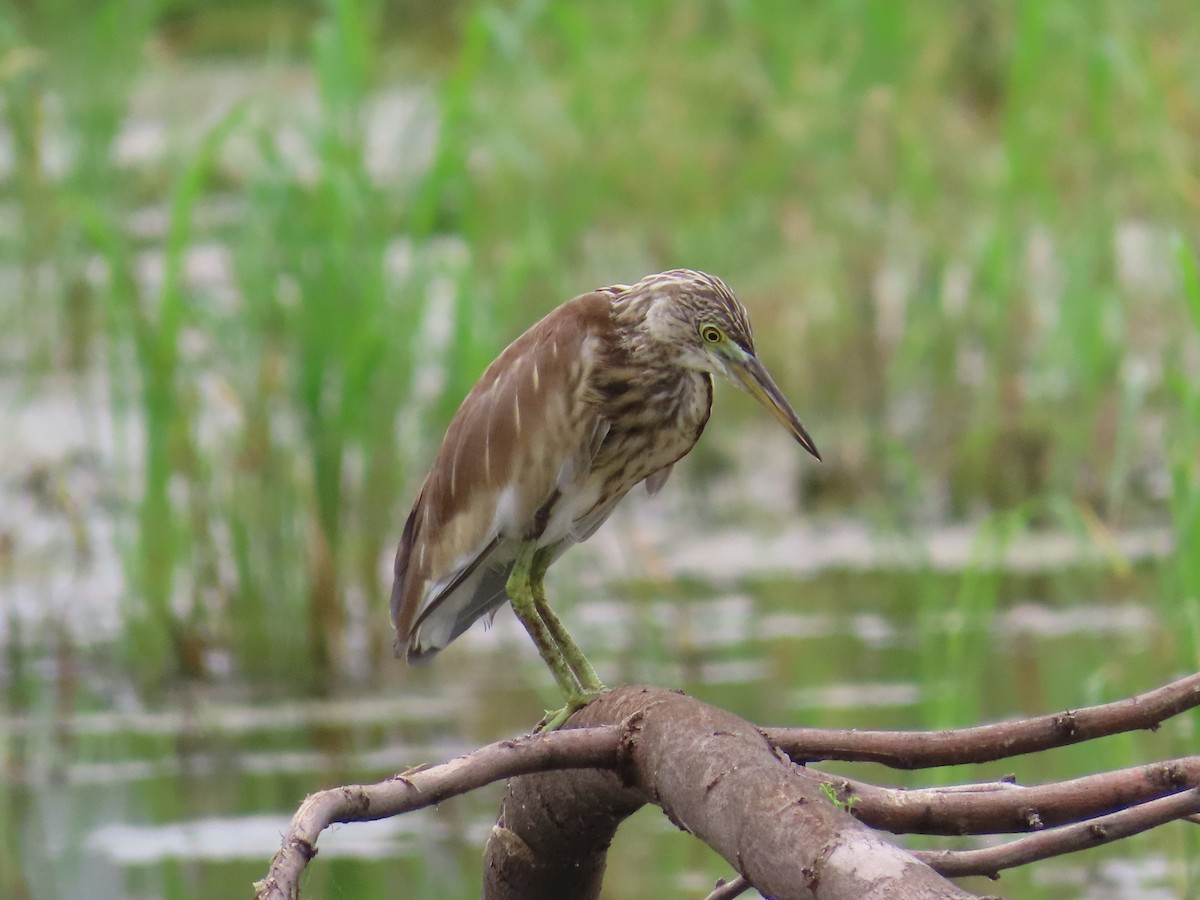 Indian Pond-Heron - ML621841717