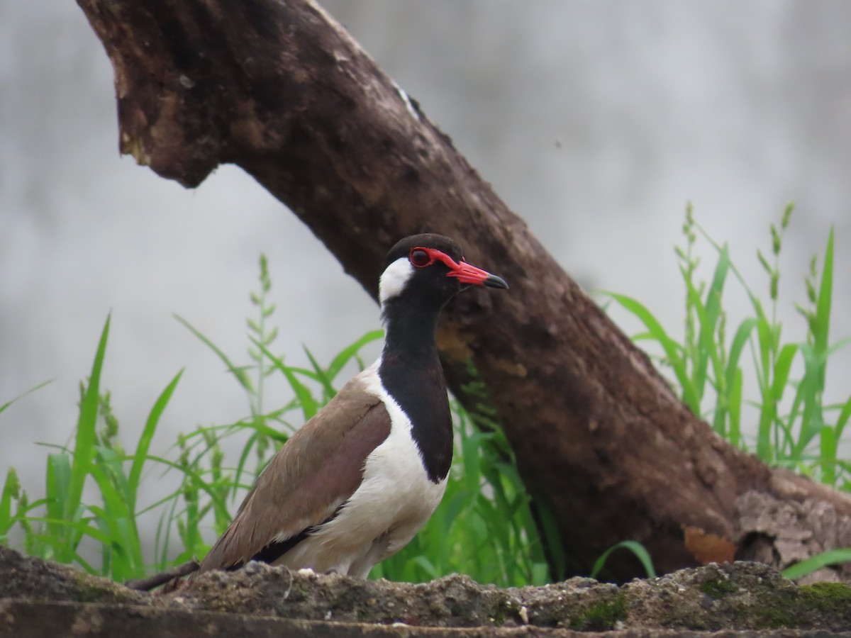 Red-wattled Lapwing - ML621841722