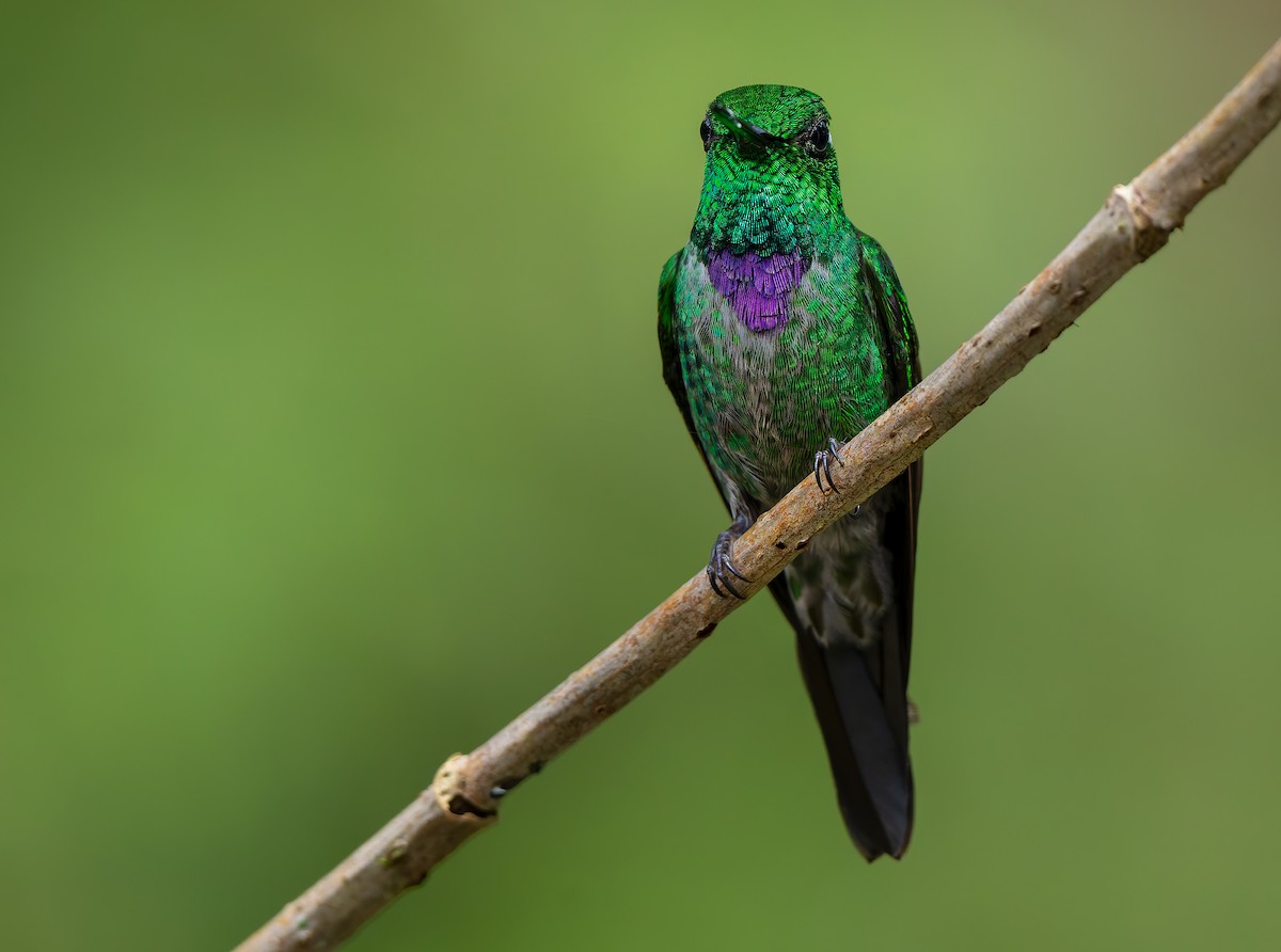 Purple-bibbed Whitetip - W. Gareth Rasberry