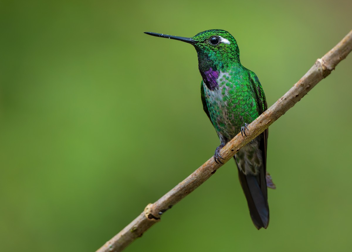 Purple-bibbed Whitetip - W. Gareth Rasberry