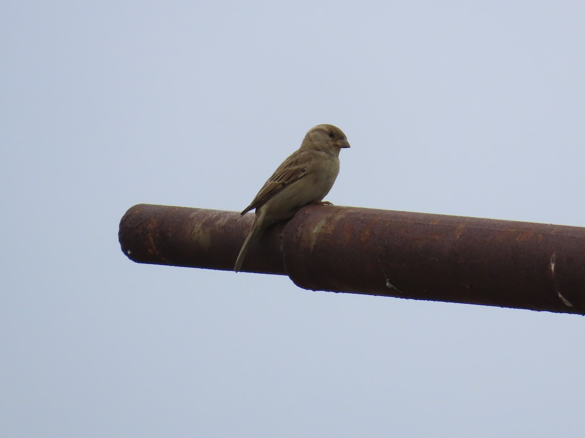 House Sparrow - ML621841736