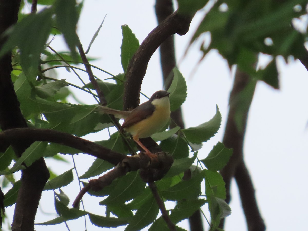 Ashy Prinia - Shilpa Gadgil