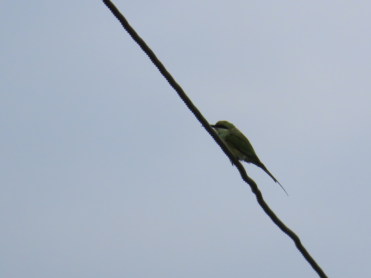 Asian Green Bee-eater - ML621841758