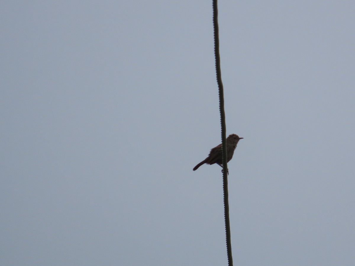 Indian Robin - ML621841771