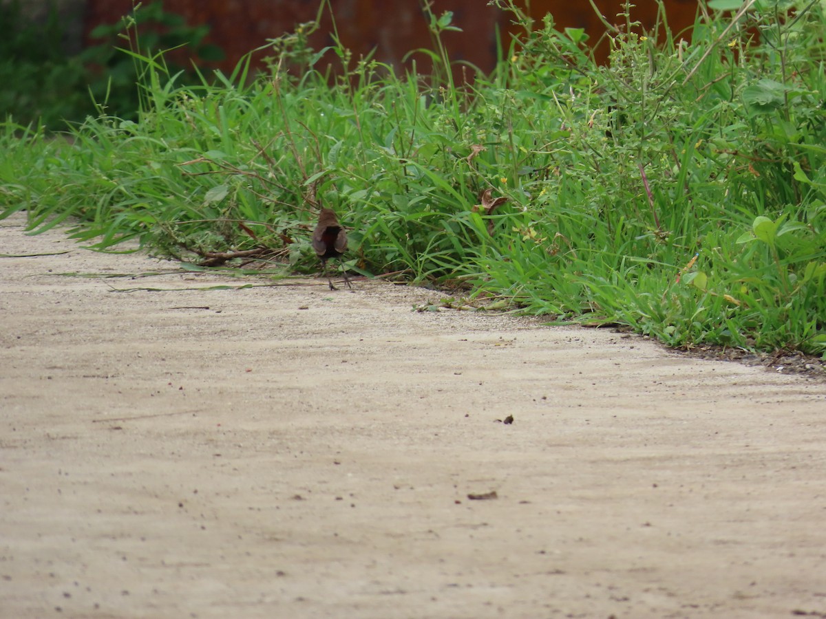 Indian Robin - ML621841778