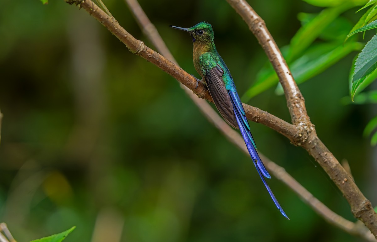 Violet-tailed Sylph - ML621841780