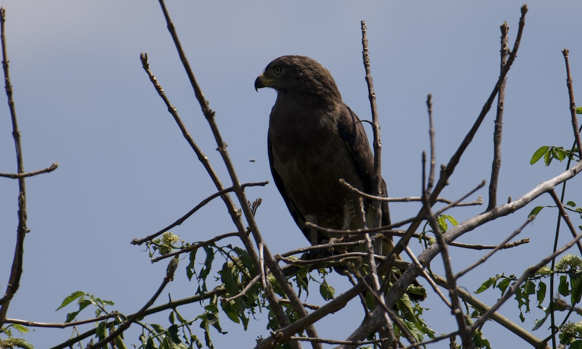 Banded Snake-Eagle - ML621841805