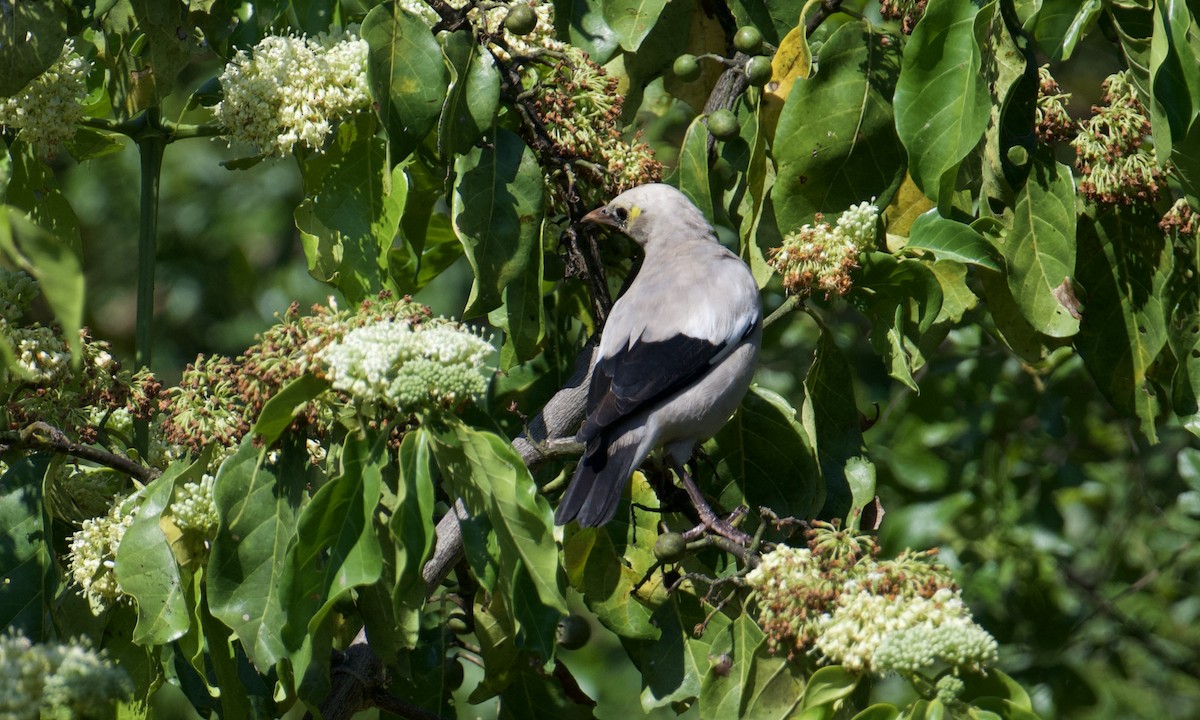 Wattled Starling - ML621842000