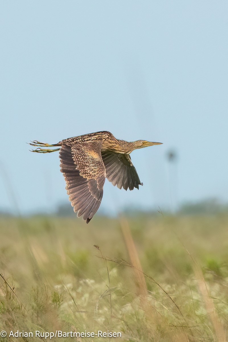 Pinnated Bittern - ML621842033