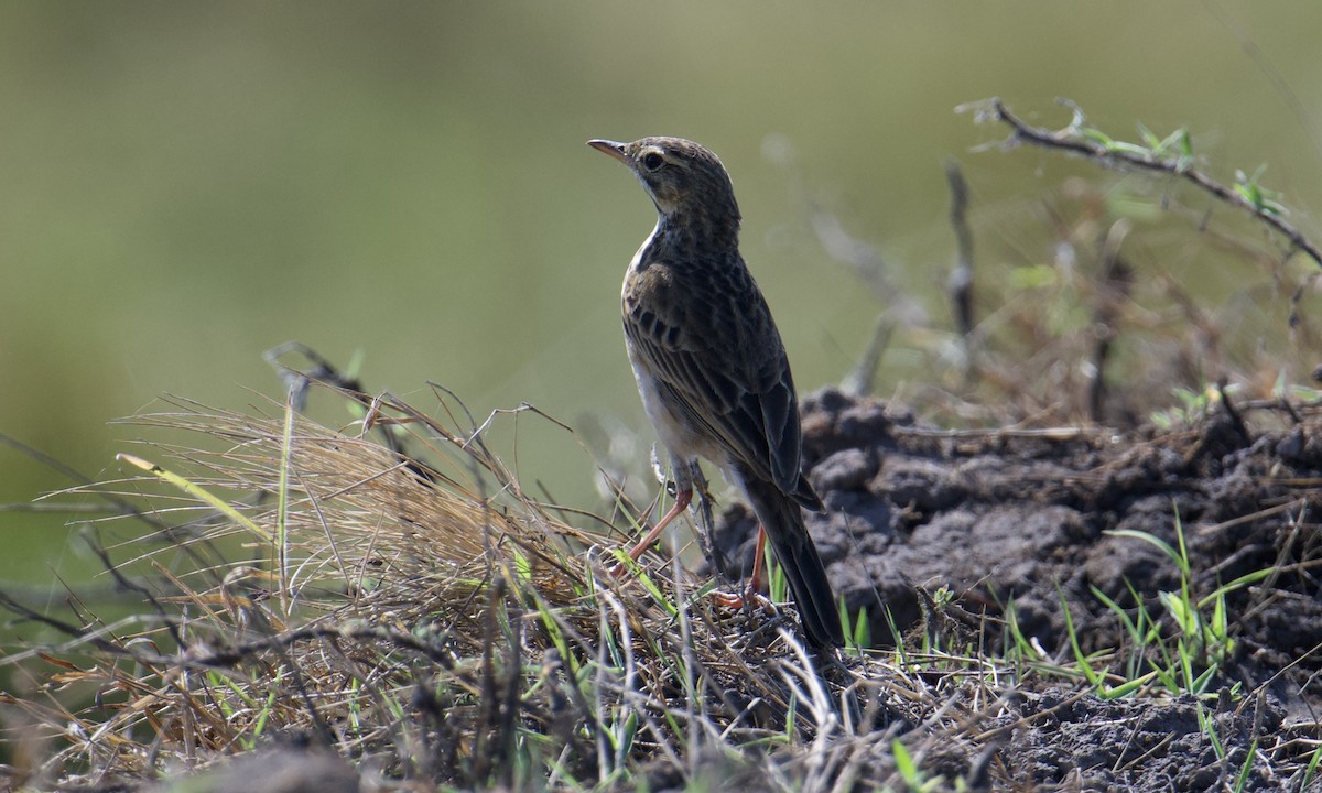 African Pipit - ML621842106