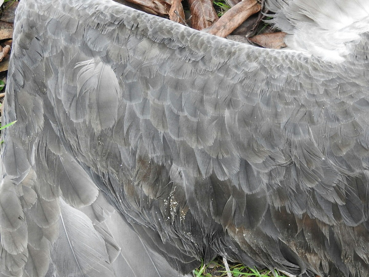 Gray Petrel - Enrique Chiurla