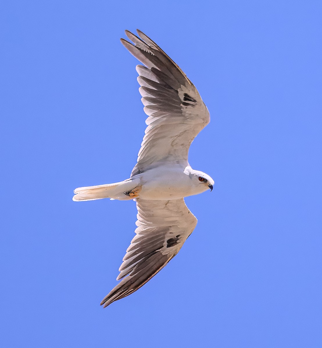 White-tailed Kite - ML621842238