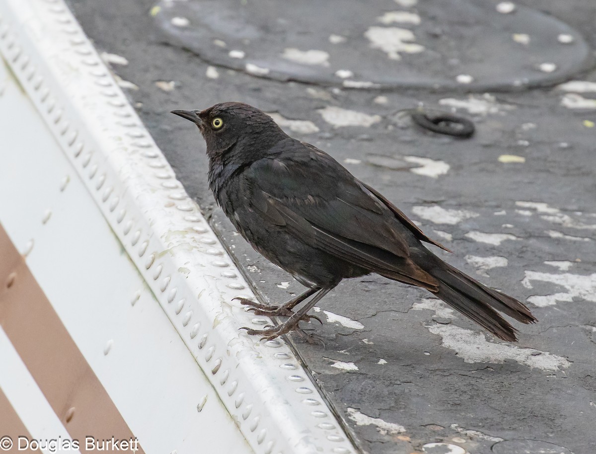 Rusty Blackbird - ML621842306