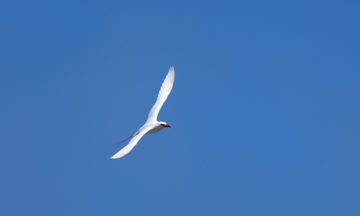 Red-tailed Tropicbird - ML621842374