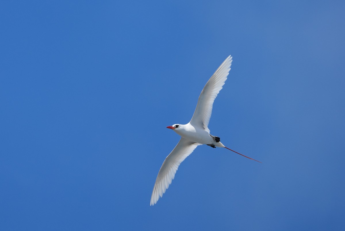 Red-tailed Tropicbird - ML621842375