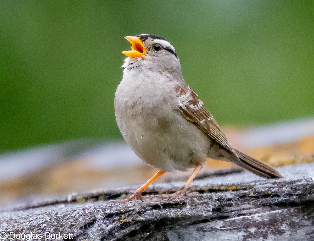White-crowned Sparrow - ML621842388