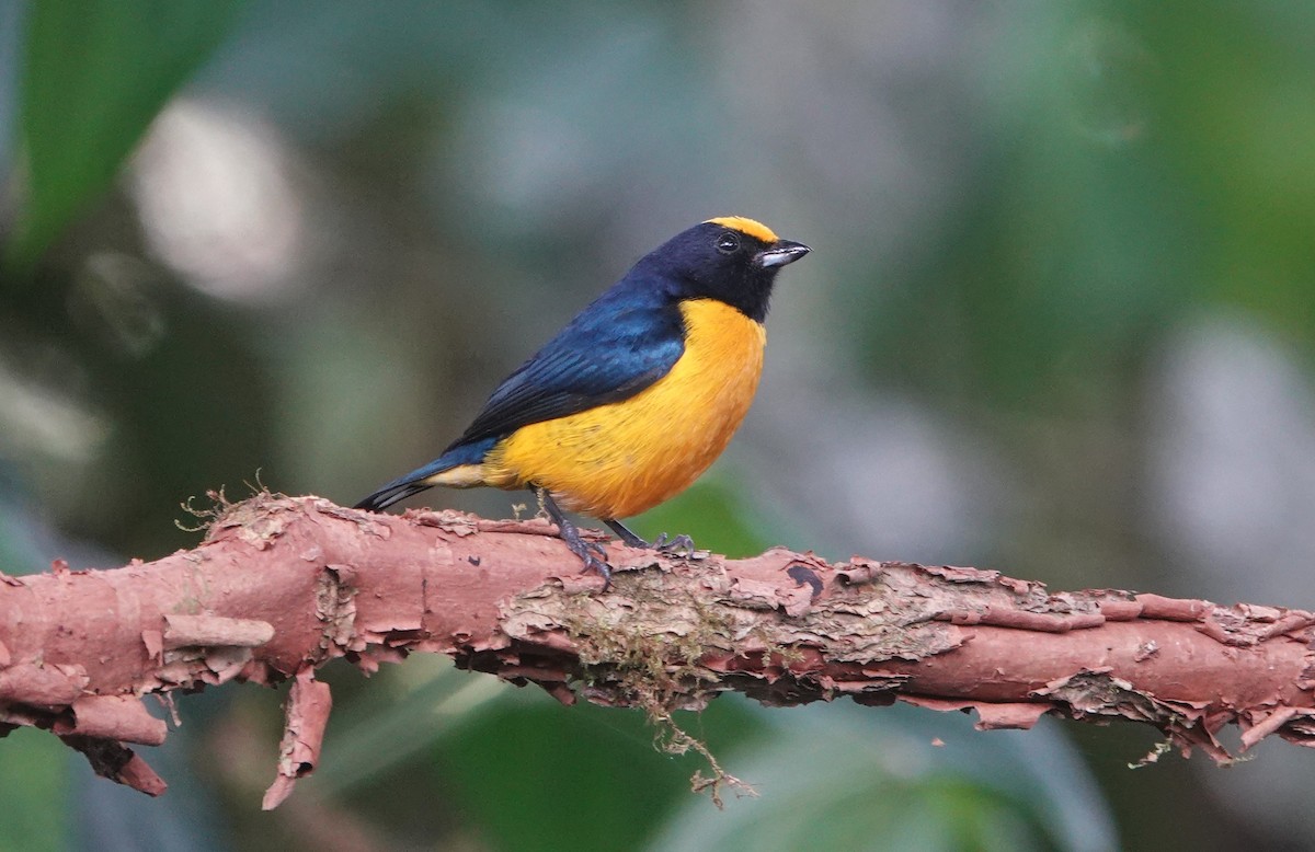 Orange-crowned Euphonia - ML621842419