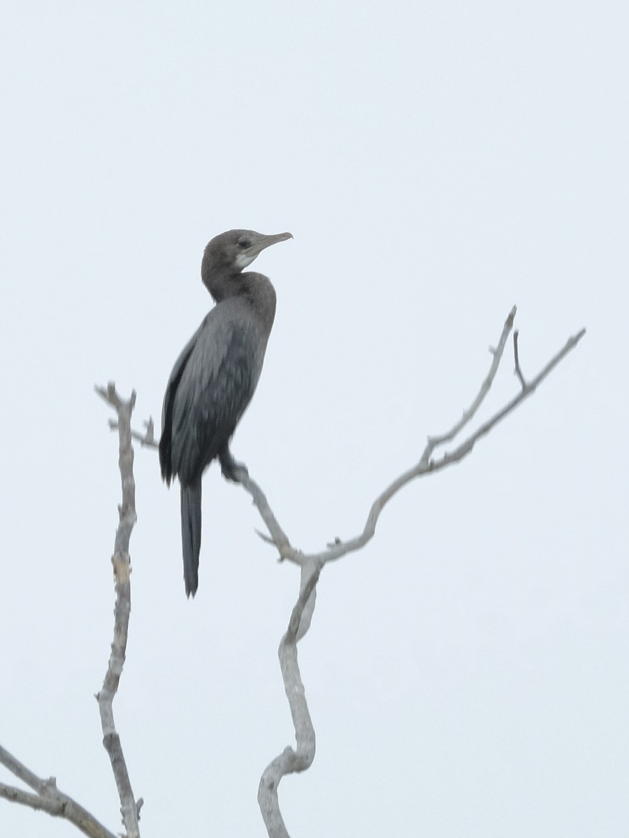 Little Cormorant - ML621842461