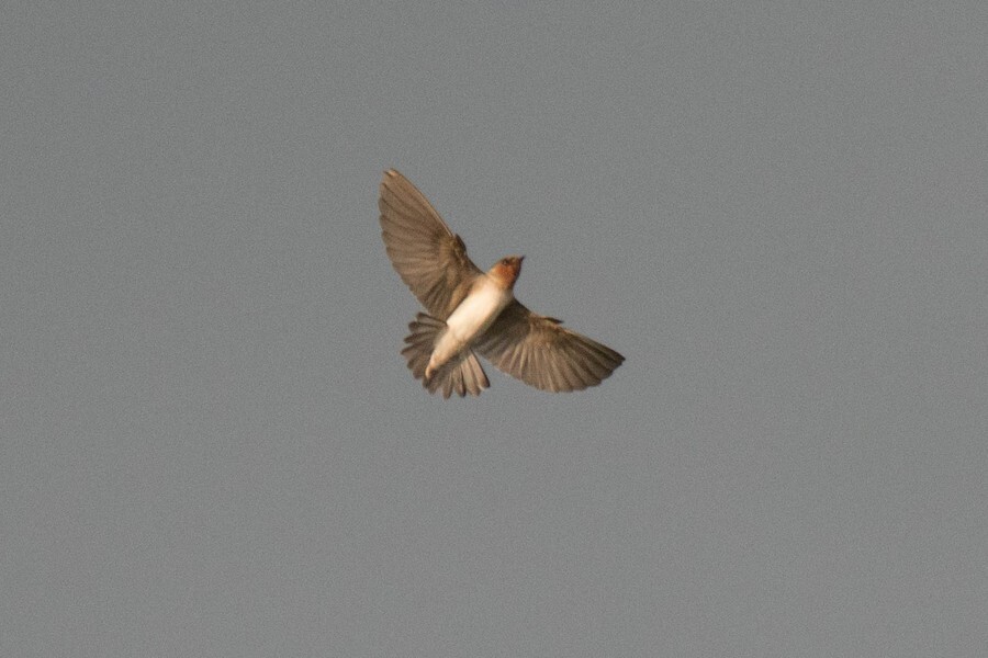Cliff Swallow - ML621842501
