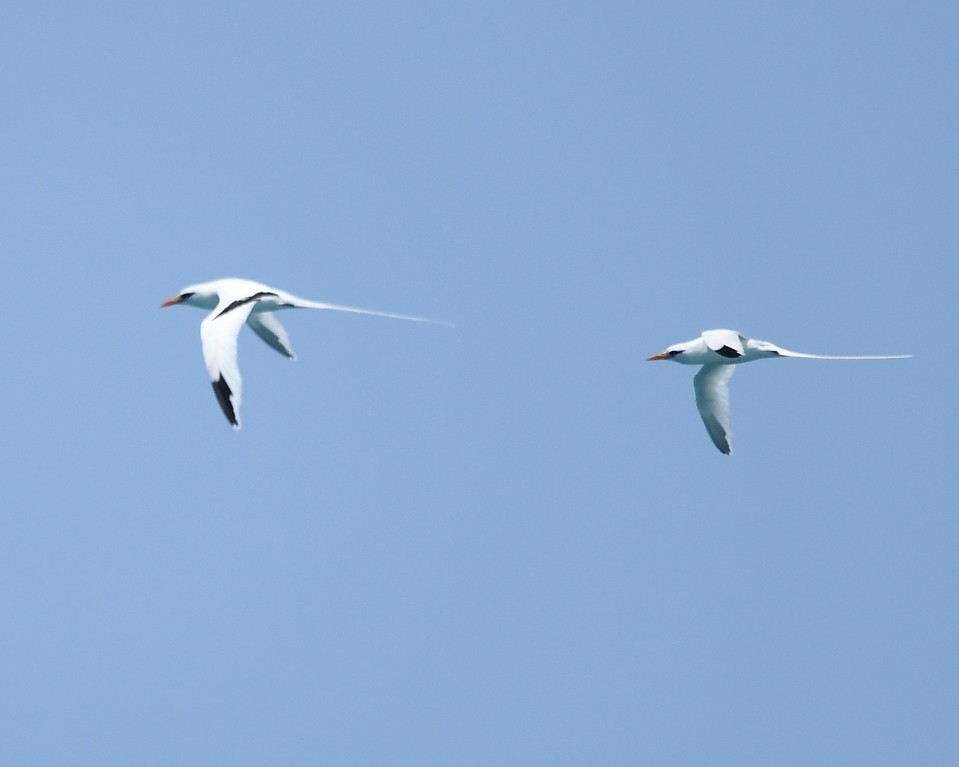 White-tailed Tropicbird - ML621842553