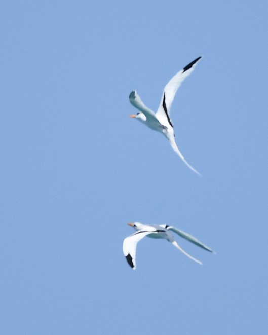 White-tailed Tropicbird - ML621842554