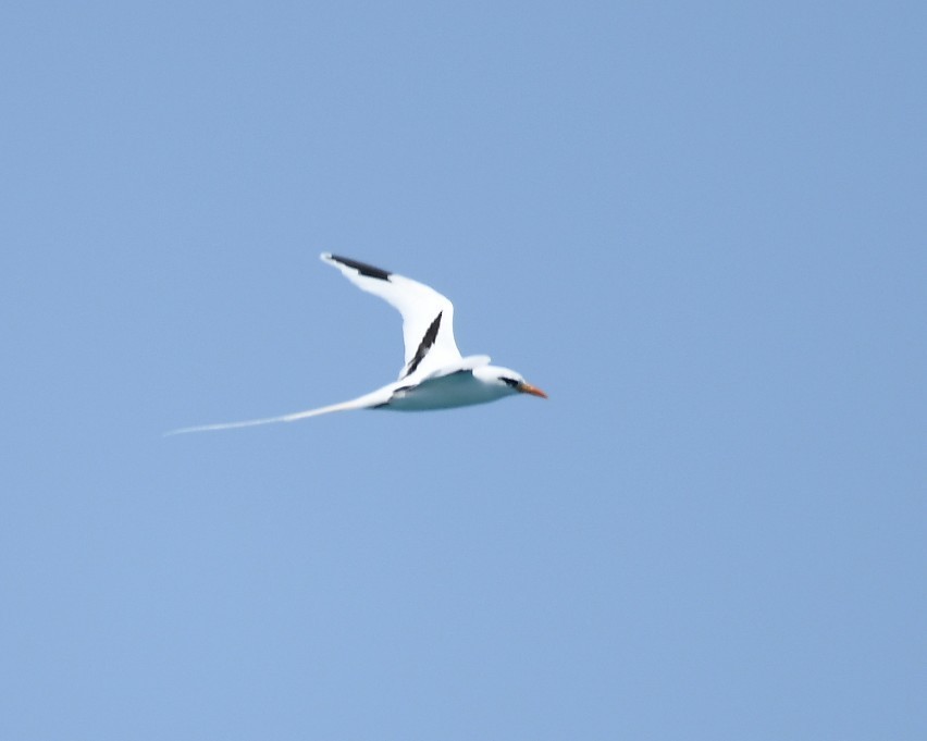White-tailed Tropicbird - ML621842555