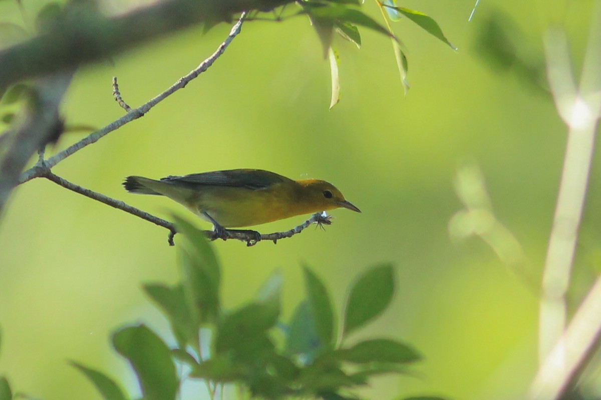 Prothonotary Warbler - ML621842601