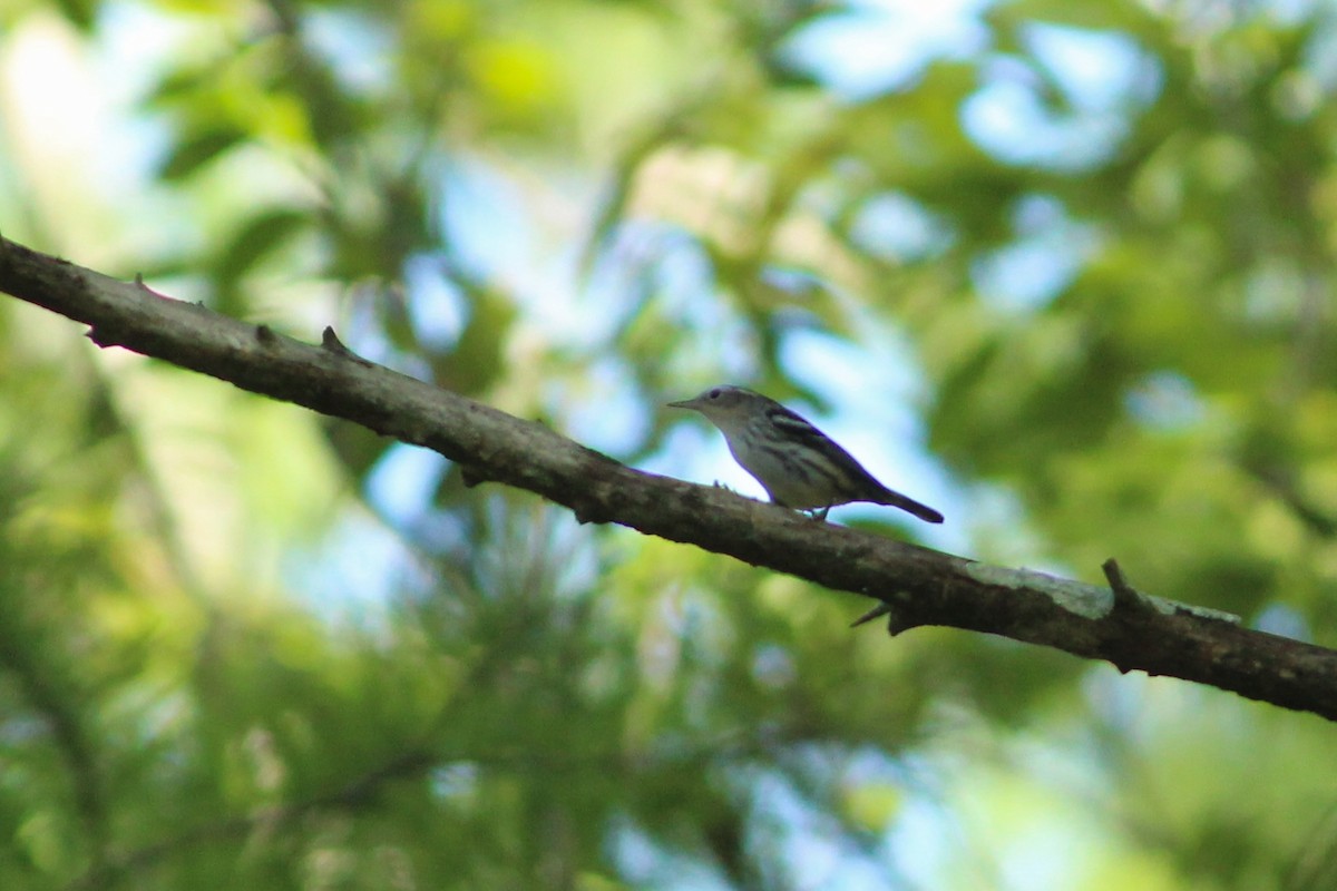 Black-and-white Warbler - ML621842602