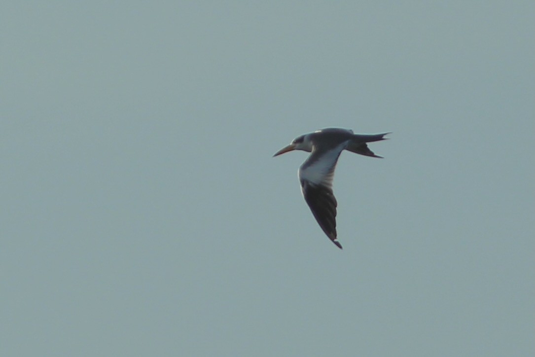 Large-billed Tern - ML621842617