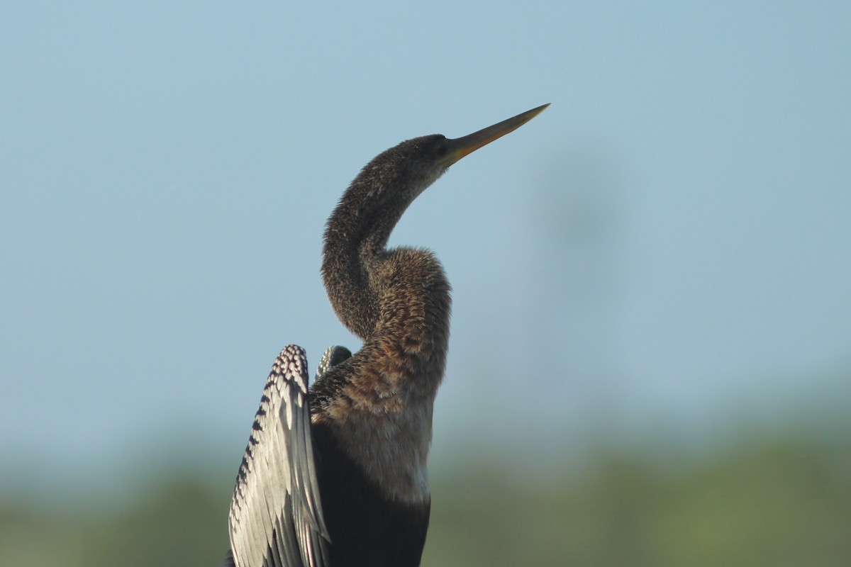 Amerika-Schlangenhalsvogel - ML621842623