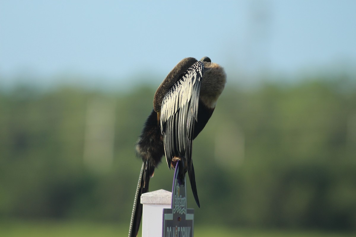 Anhinga Americana - ML621842624