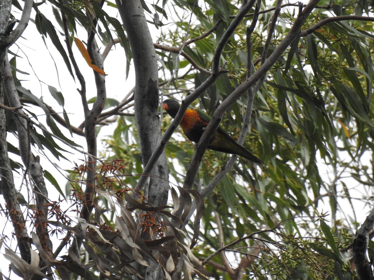 Rainbow Lorikeet - Monica Mesch