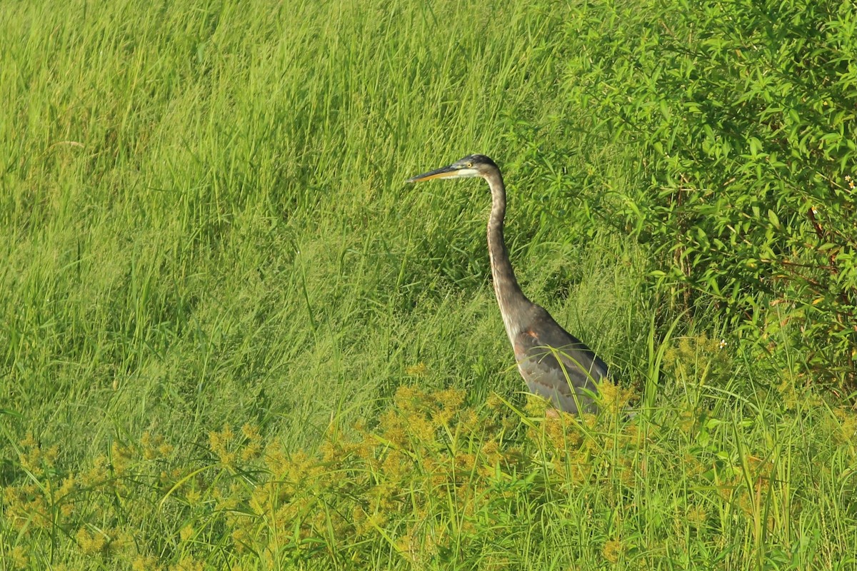 Garza Azulada (grupo herodias) - ML621842637