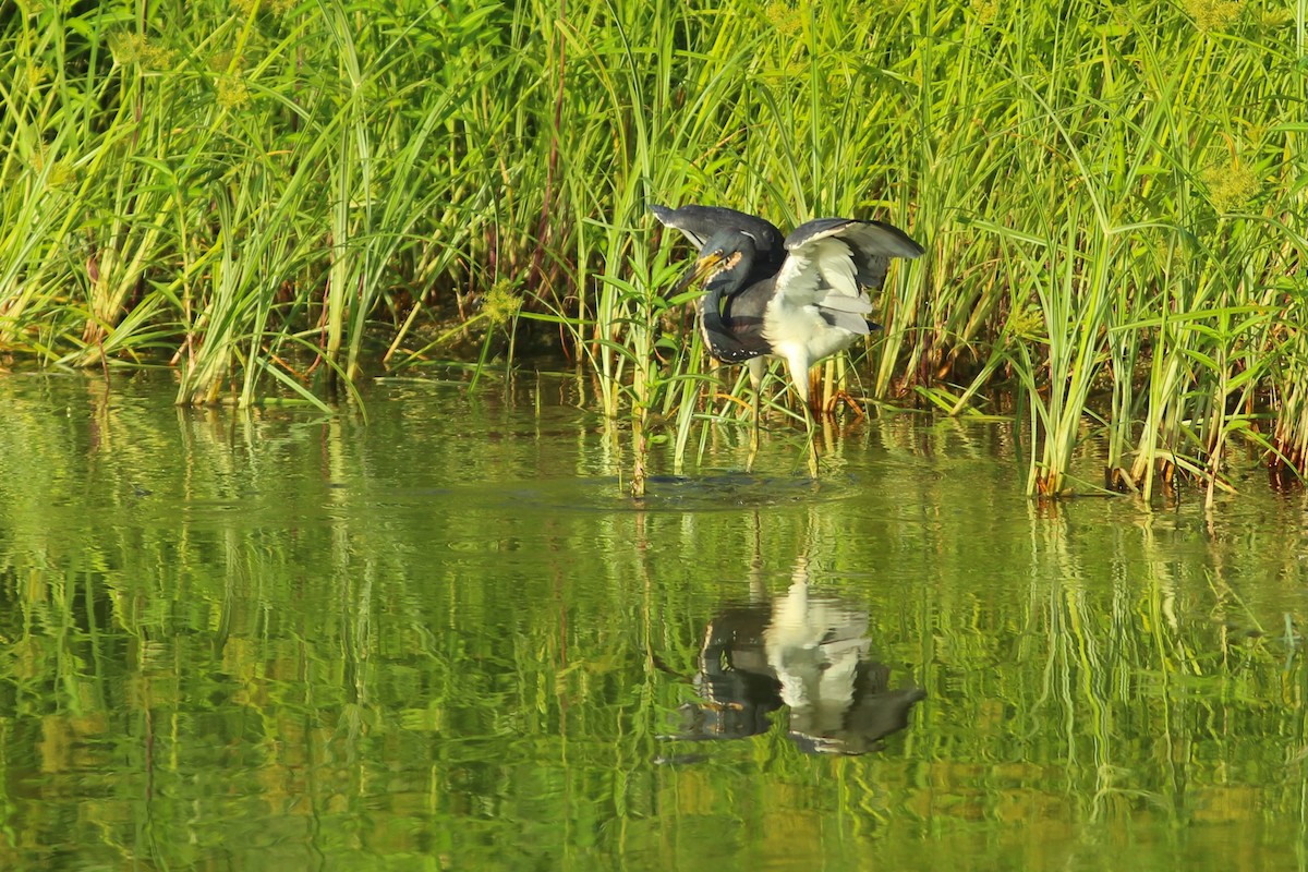 Tricolored Heron - Oscar Johnson