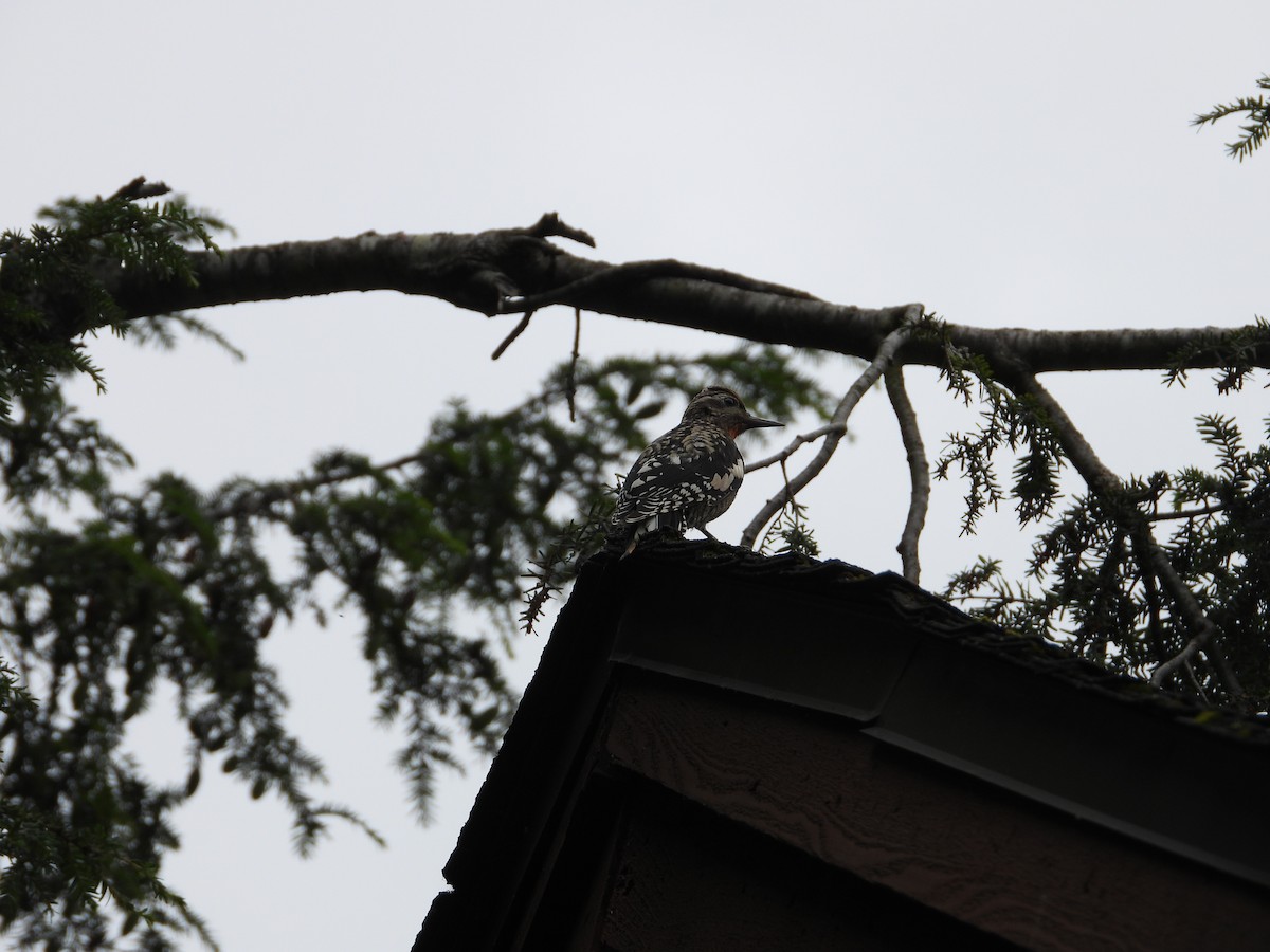 Yellow-bellied Sapsucker - ML621842649