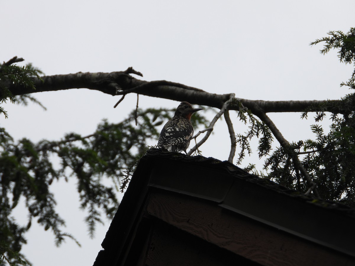 Yellow-bellied Sapsucker - Ezekiel  Van