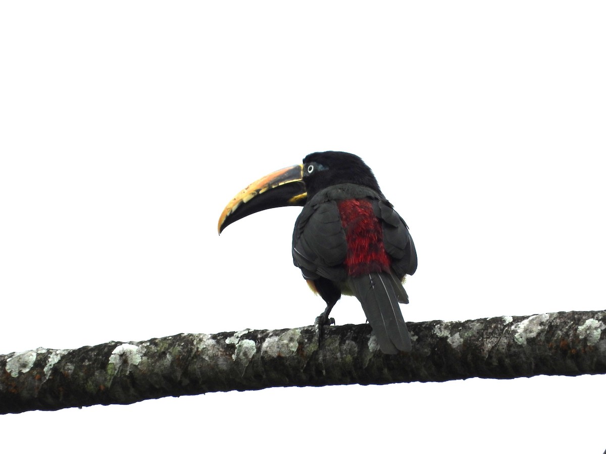 Chestnut-eared Aracari - ML621842655