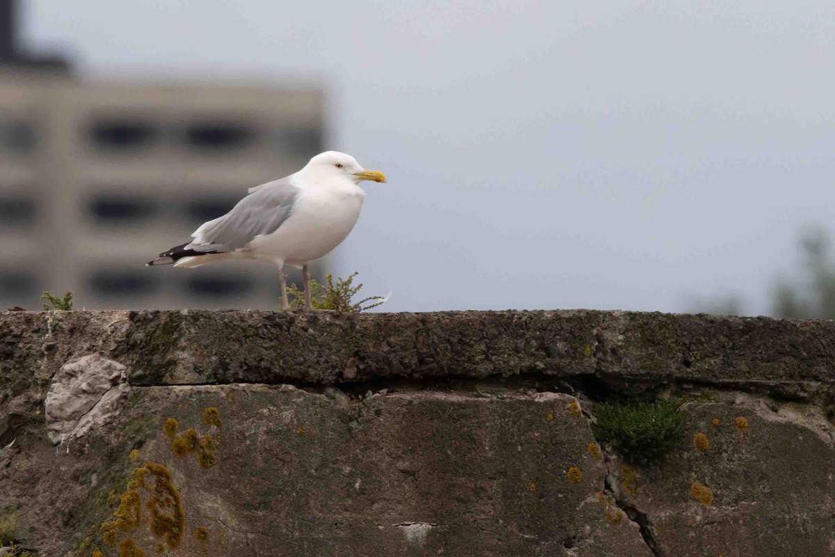 Gaviota Argéntea (americana) - ML621842660