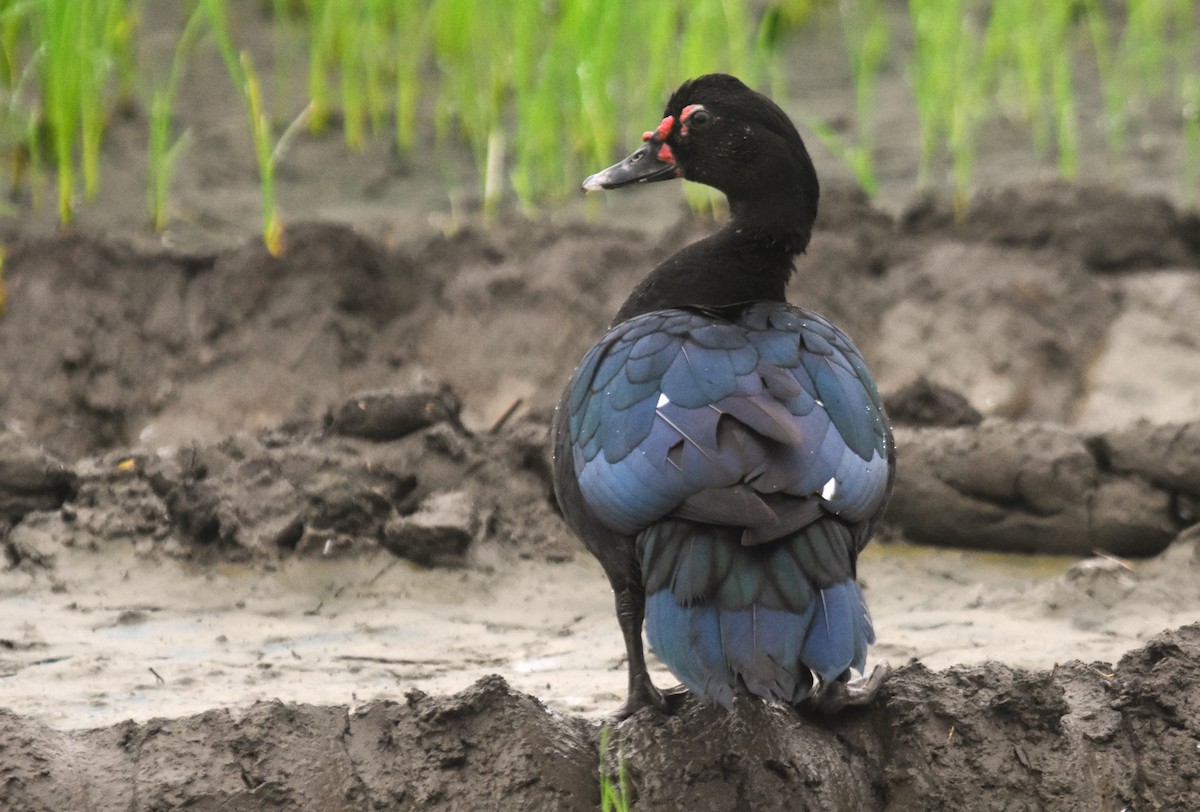 Muscovy Duck - ML621842676