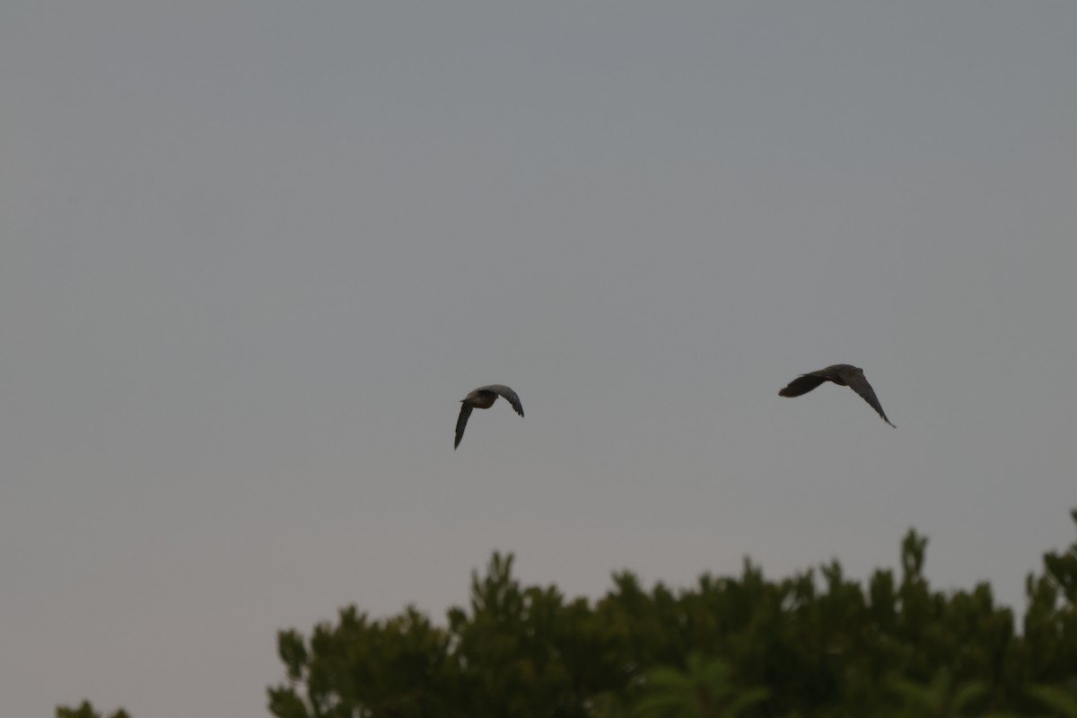 American Oystercatcher - ML621842679