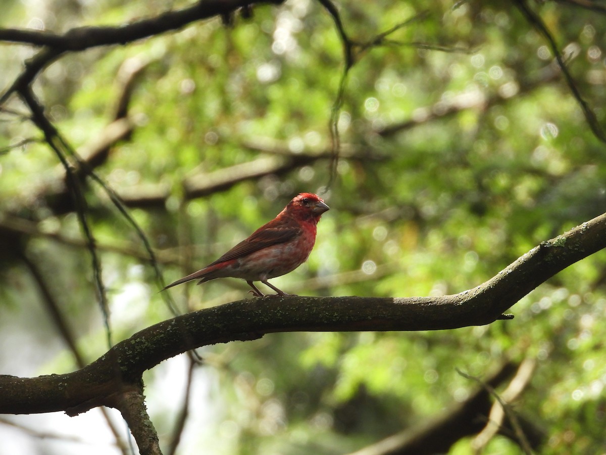 Purple Finch - ML621842703