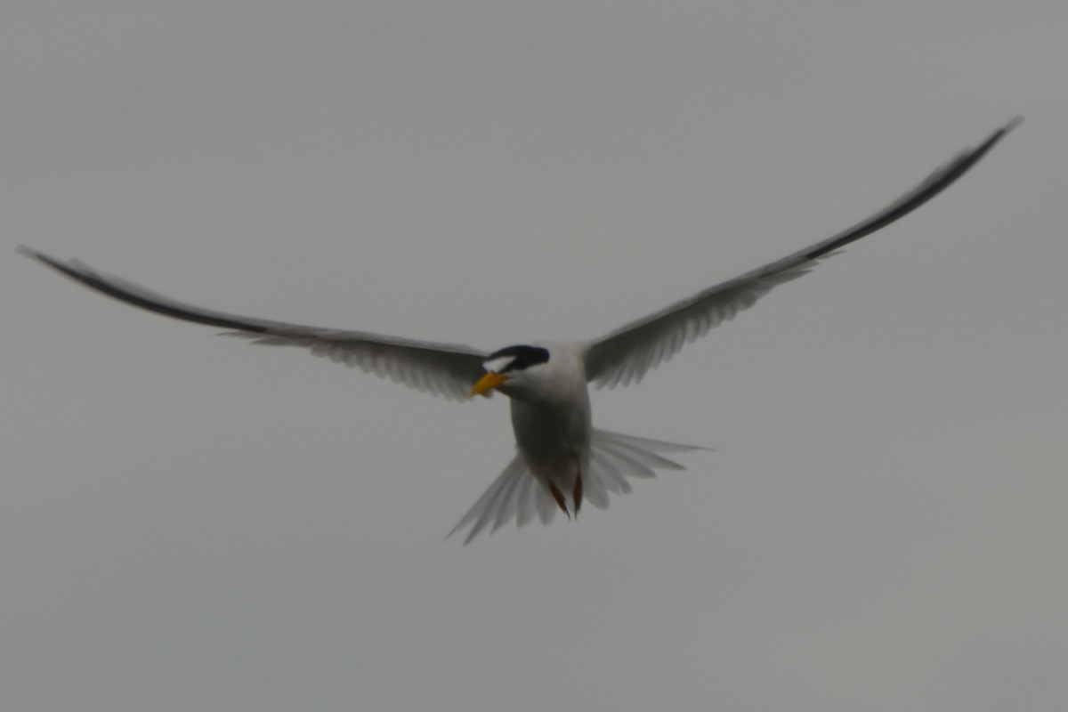 Least Tern - ML621842719