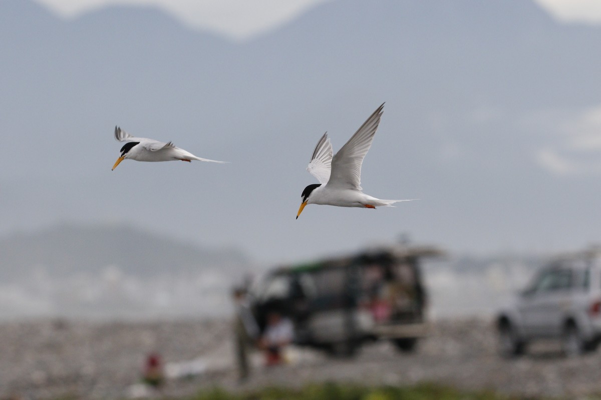 Little Tern - ML621842737