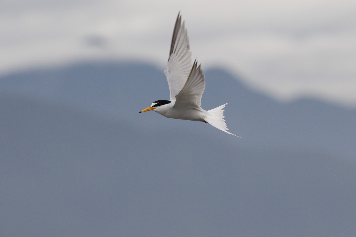 Little Tern - ML621842738