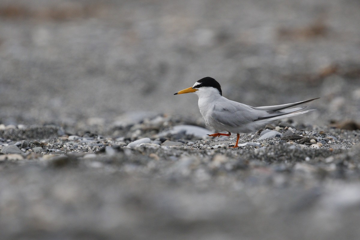 Little Tern - ML621842739